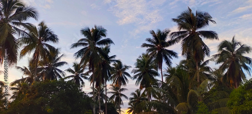 Buton, Southeast Sulawesi, INDONESIA September 2025: towering coconut trees and clear blue skies