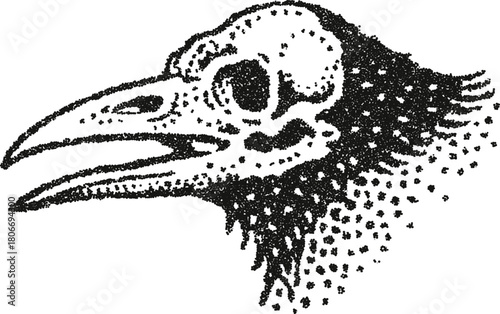 Vector illustration of a bird skull, possibly a crow or raven, in a detailed stipple style. Monochrome anatomical drawing for themes of death, nature, or gothic art.
