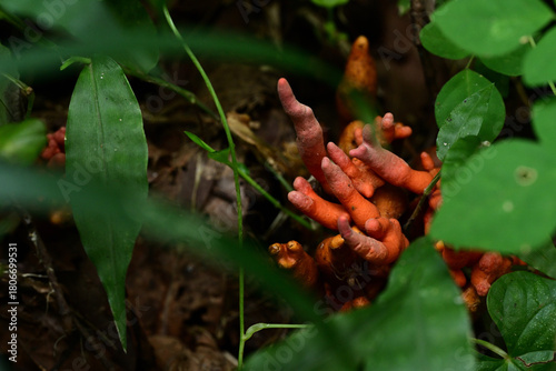 猛毒の炎　森に潜むカエンタケ
