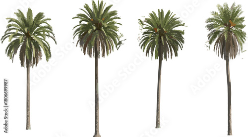 Realistic palm tree vector set, green date palms isolated on white background, tropical nature elements for summer landscape design, botanical illustration collection