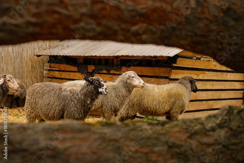 sheep on a farm