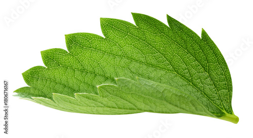 Strawberry leaf isolated on transparent background Strawberry leaf PNG