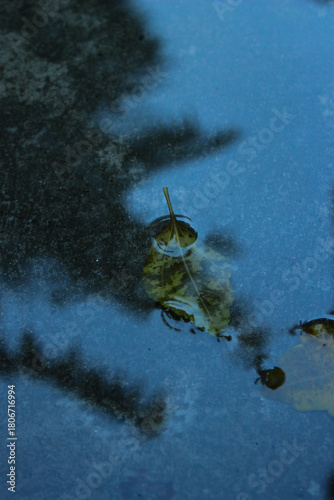 leaf in the water