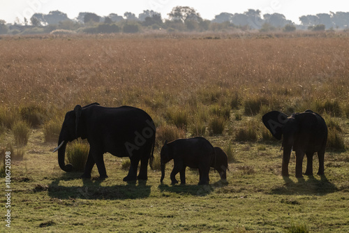 Telephoto shot of a herd of African Elephants feeding on the banks of the Chobe River, Botswana.