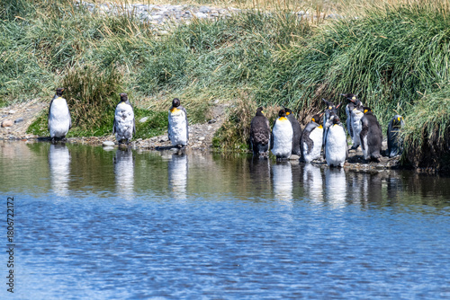Outdoor scene depicting a King Penguin - Aptenodytes patagonicus- colony on Tierra de Fuego, in Southern Chile.