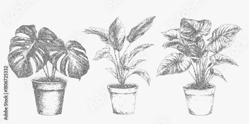 Three indoor plants in pots illustrated with subtle halftone shading and photocopy grit creating a warm botanical print for nostalgic decorative compositions.