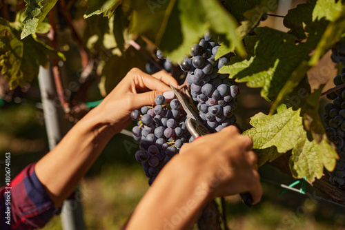 Hands carefully cut ripe grapes from the vine on a family-run vineyard. This scene represents the diligent work involved in seasonal grape harvesting.