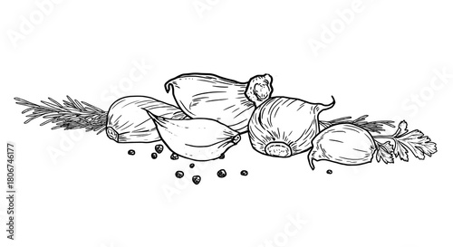 Garlic cloves and hot peppercorns, sketch. Vector illustration. Spicy vegetable and rosemary, isolated on a white background. Suitable for country fairs, for cooking, canning, menus and recipes.