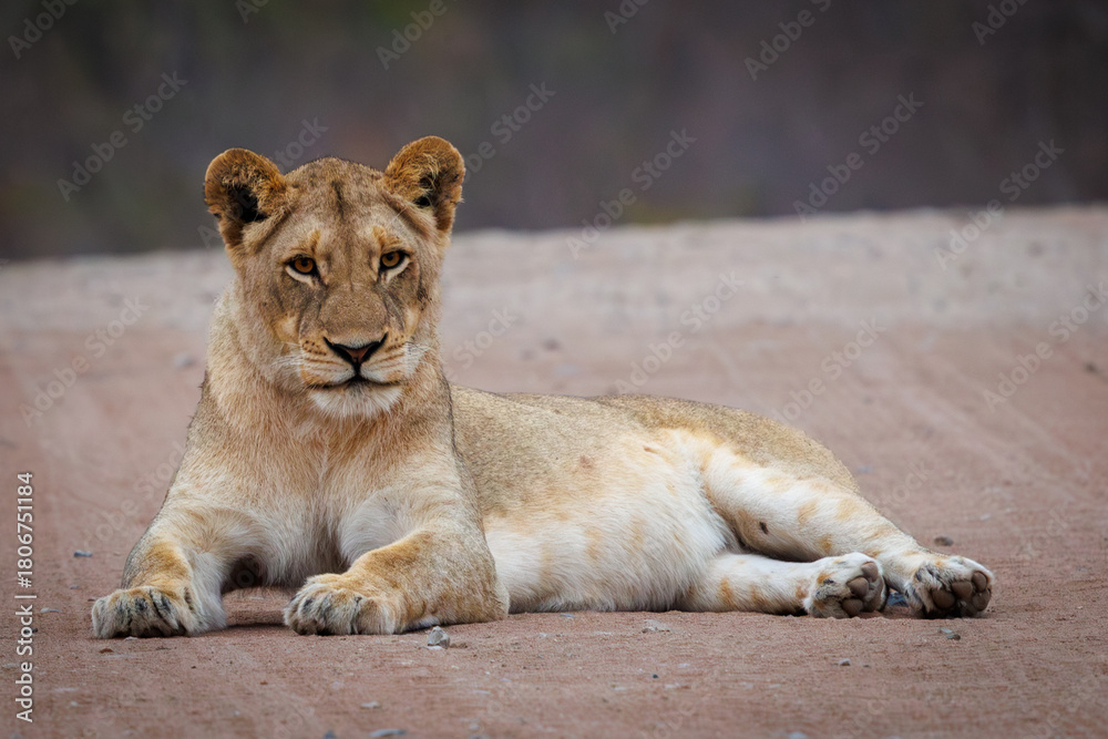 Obraz premium African Lion, South Africa, Kruger National Park King of the jungle, Carnivore