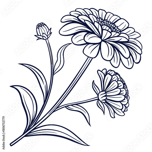 Zinnia Flower Line Art with Layered Petals