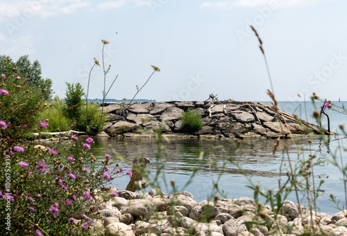 flowers on the bank of lake