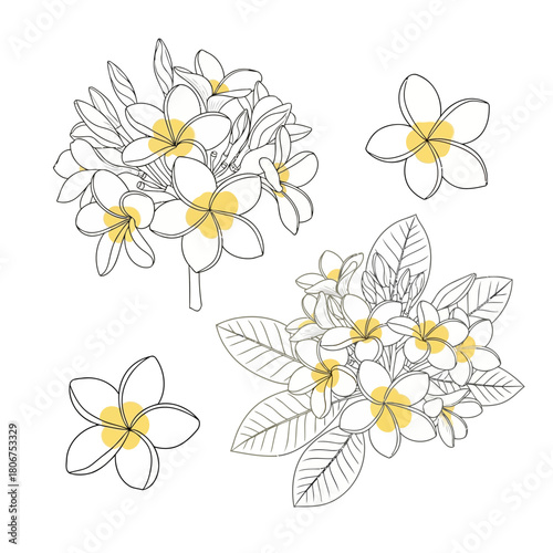 Elegant plumeria flower illustration isolated on, showcasing delicate blossoms and intricate line work in a botanical arrangement