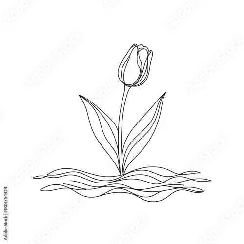 Continuous line drawing of tulip flower isolated on, symbolizing spring, beauty, elegance, and simplicity in botanical art