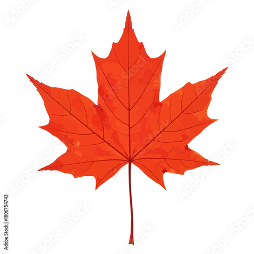 Vibrant red maple leaf isolated on, showcasing intricate veins and sharp points, a symbol of autumn and canadian identity