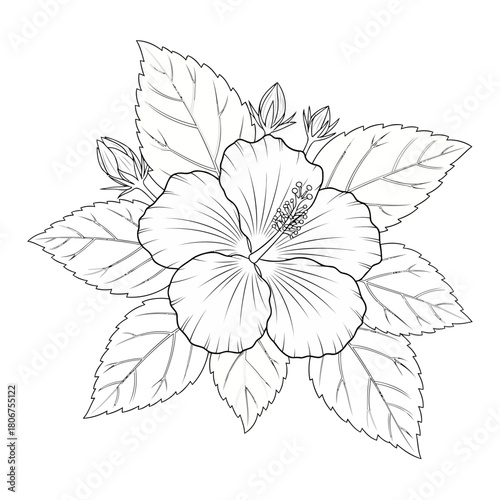 Detailed line art illustration of a hibiscus flower isolated on, showcasing its intricate petal arrangement and leaf structure