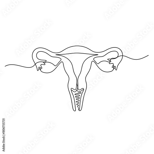Female reproductive system, uterus, fallopian tubes, and ovaries, depicted with a single continuous line, isolated on