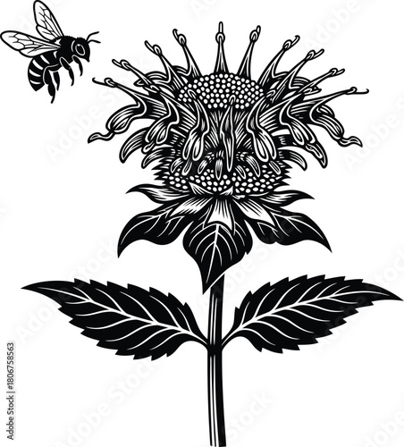 Bee balm flower with bee illustration black and white vector drawing eps silhouette