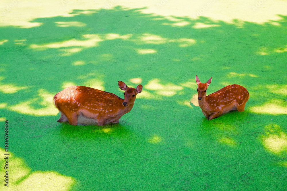 Obraz premium 緑色の水草が浮かぶ池の中、奈良公園のシカが歩く