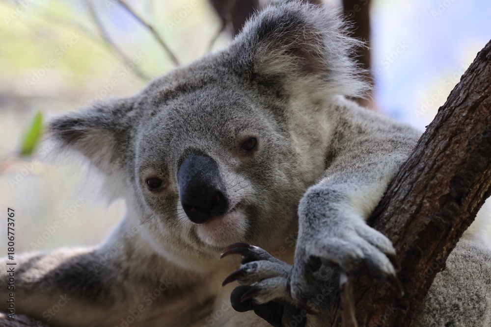 Obraz premium A Koala sits in a tree on Magnetic Island, Australia