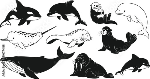 Black and White Marine Mammals Collection Orca Dolphin Otter Narwhal Seal Walrus Whale vector
