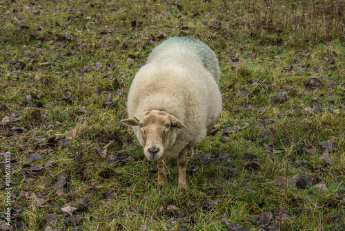 sheep grazes herbs and grass in nature reserve Kruisbergse Bos 