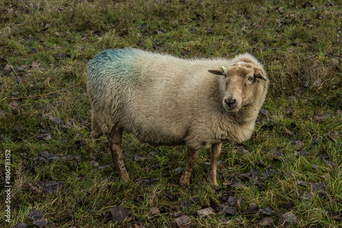 sheep grazes herbs and grass in nature reserve Kruisbergse Bos 