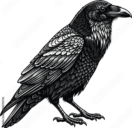 Detailed black and white raven illustration standing on white background eps silhouette