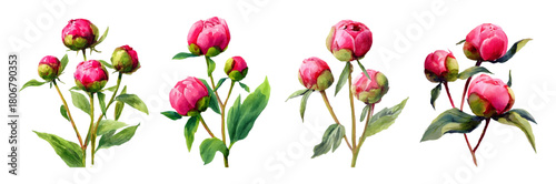 Watercolor set of pink peony buds with leaves. Collection of vintage botanical illustrations with realistic peony flowers, buds, leaves.