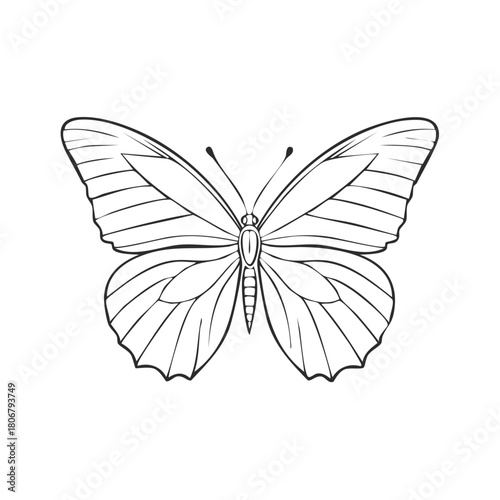 Detailed black and white outline illustration of a butterfly with symmetrical wings and antennae