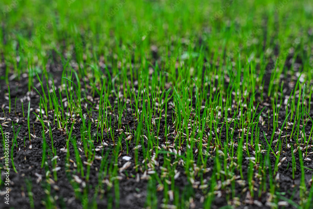 Naklejka premium Young lawn grass has sprouted. Selective focus.