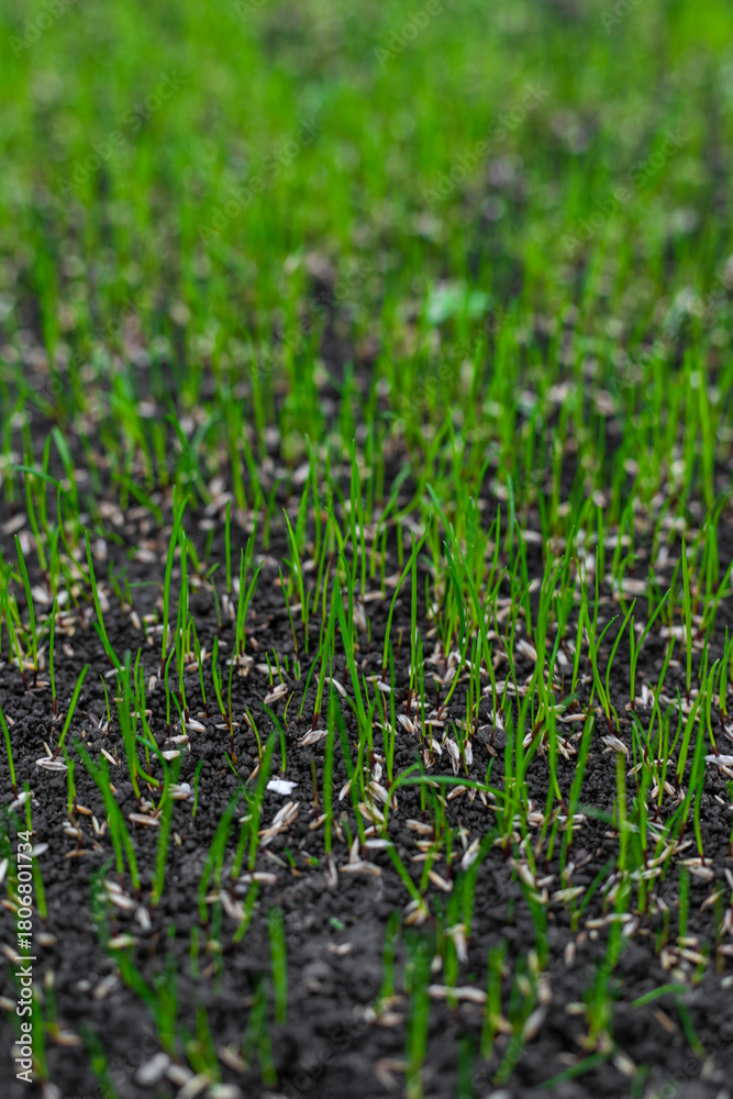 Obraz premium Young lawn grass has sprouted. Selective focus.