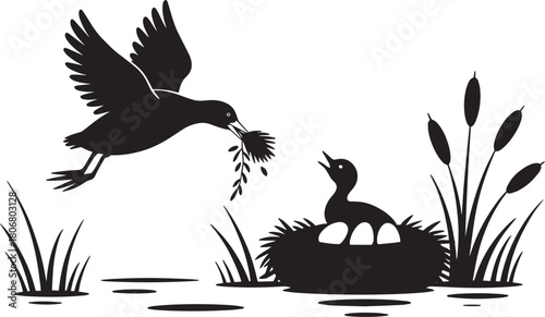 Waterfowl diligently building nest silhouette bird flying over pond with nesting material near chick and eggs among cattails