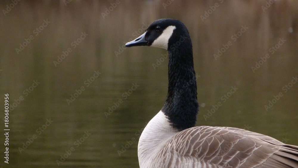 Obraz premium Canada goose