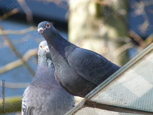 Pigeon couple