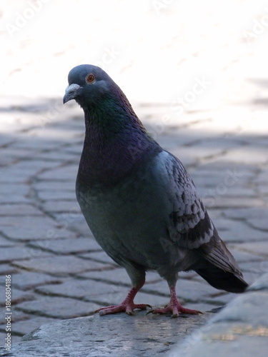 Pigeon on the ground