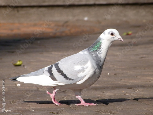 Pigeon on the ground