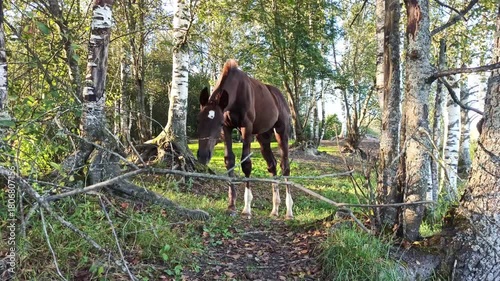 foal walking in forest at sunny evening. liberty herd life