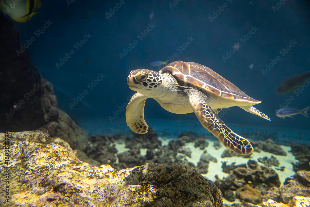 Obraz premium 優雅に泳ぐウミガメ