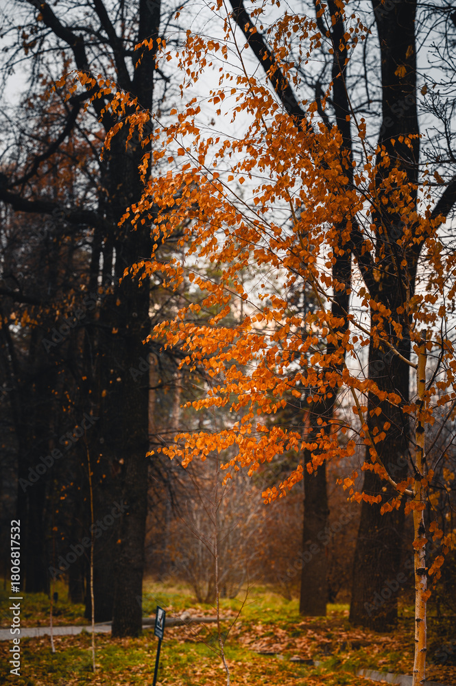 Fototapeta premium autumn in the forest