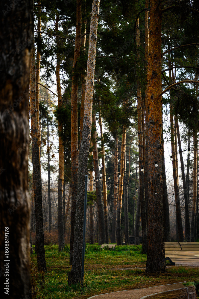 Obraz premium forest in autumn