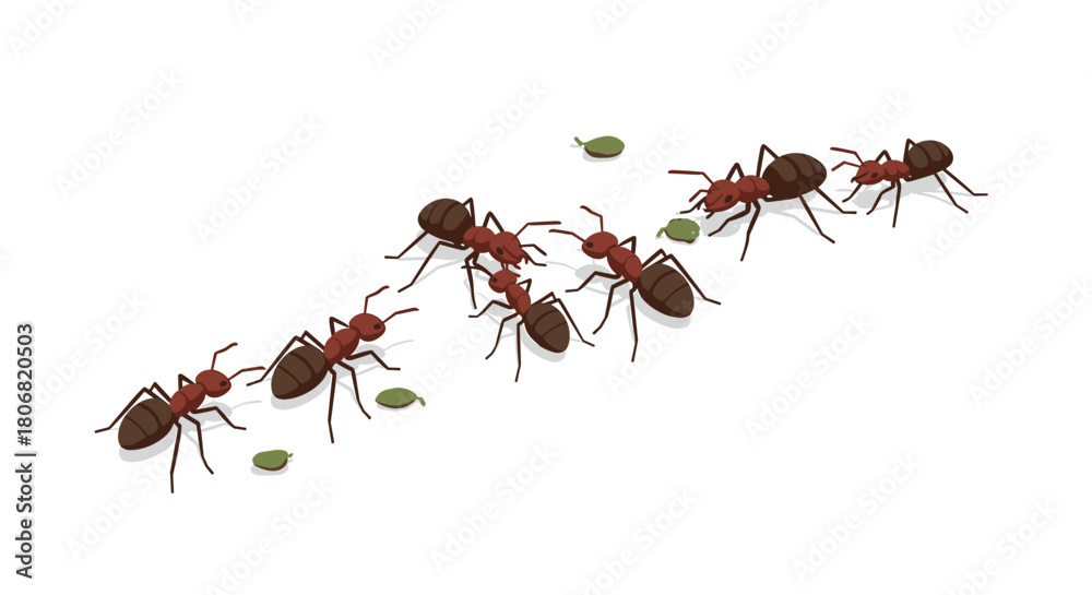 Obraz premium Busy ants carrying leaves in a line on white background