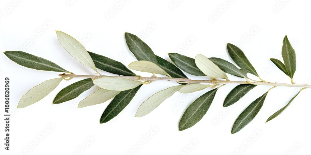 Obraz premium A single olive branch with green and yellow leaves, isolated on a white background.