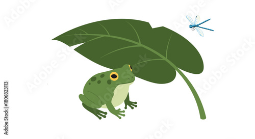 Green frog and dragonfly under large leaf on white background