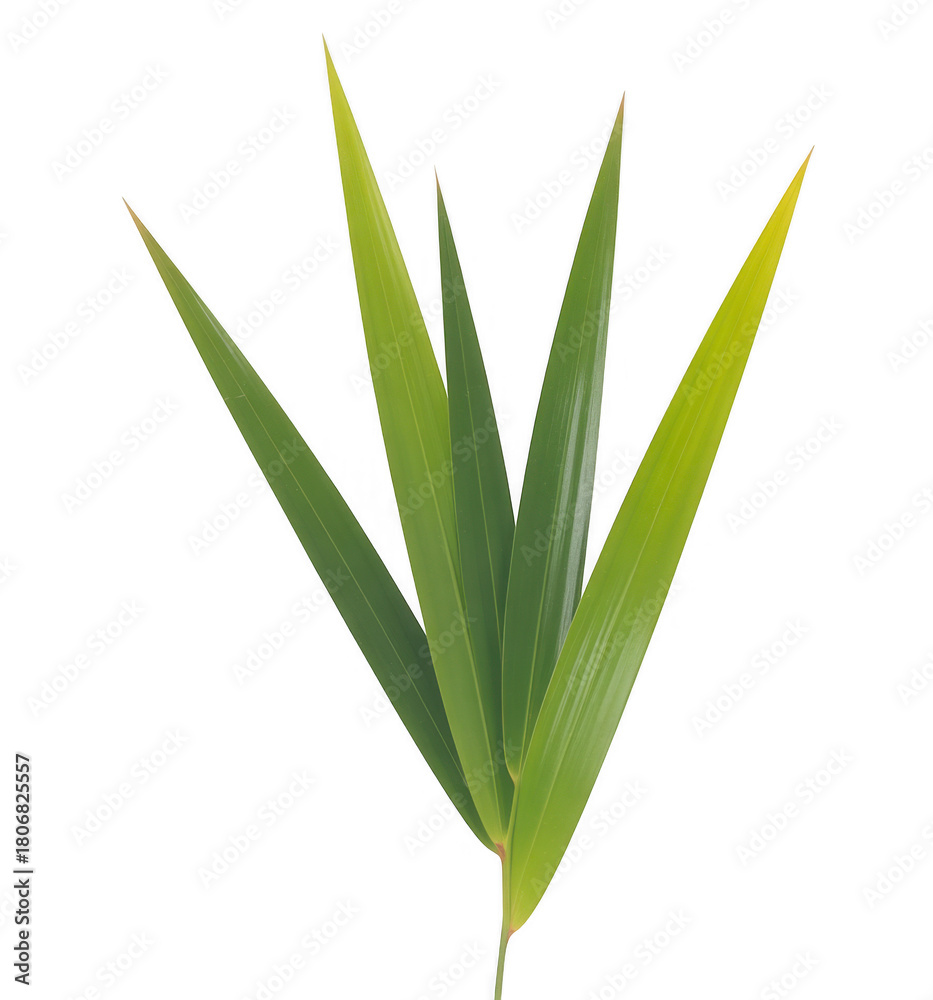 Fototapeta premium Green Bamboo Leaves isolated on a transparent background