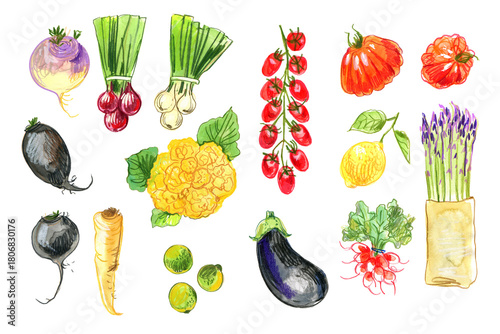 Watercolor Vegetables Set – Tomato, Beetroot and Peppers Illustration