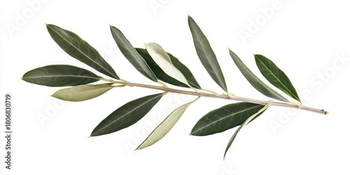 A single olive branch with green and white leaves, isolated on a white background.