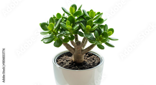 Jade Plant Succulent in White Pot for Home Office Decor and Wellness Growth