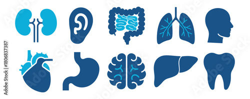 Human organ set including lung brain heart liver gut and more on transparent background