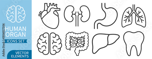 Human organ icon set with heart, kidneys, lungs, brain, stomach, liver, tooth and intestine elements on transparent background