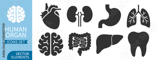 Human organ line icon set, including stomach, kidneys, heart, brain, liver, lungs  and other anatomy symbols on transparent background